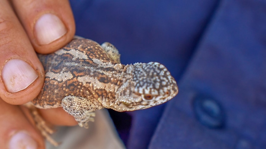 Close-up of a tiny lizard with ochre stripes and light spots held gently in the hand of an unseen handler. 