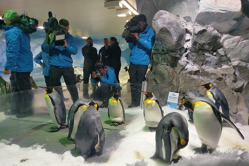 King penguins at Sea World draw media attention
