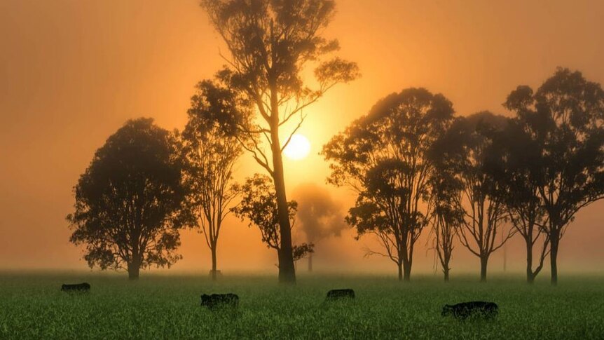 Cattle graze in tall grass as the sun rises through the mist behind a row of trees.