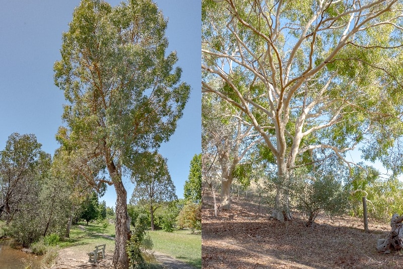 Composite image: tall gum tree beside a waterway on left, light yellow barked gum tree on right.