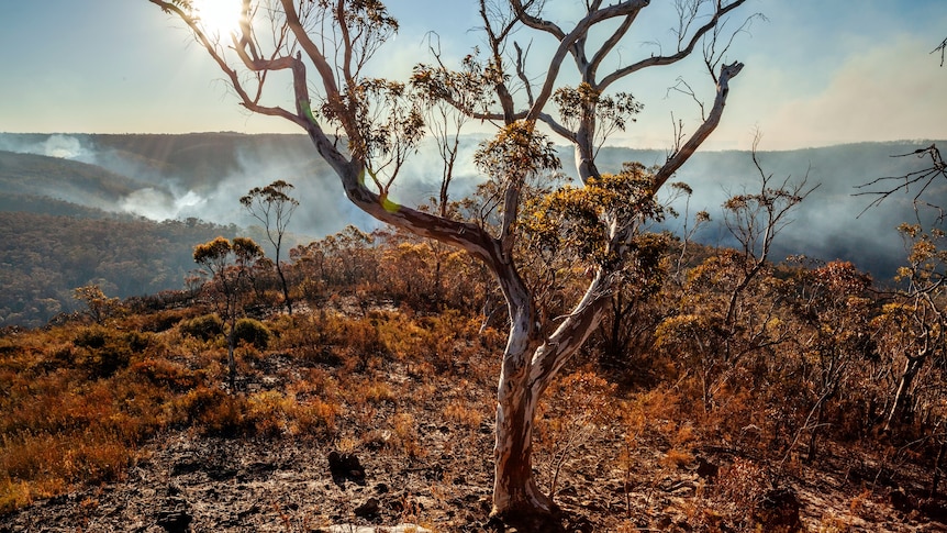 A gumtree with smoke behind it.