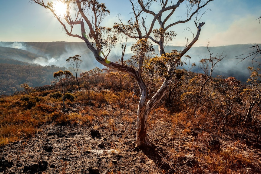 A gum tree with smoke behind it.