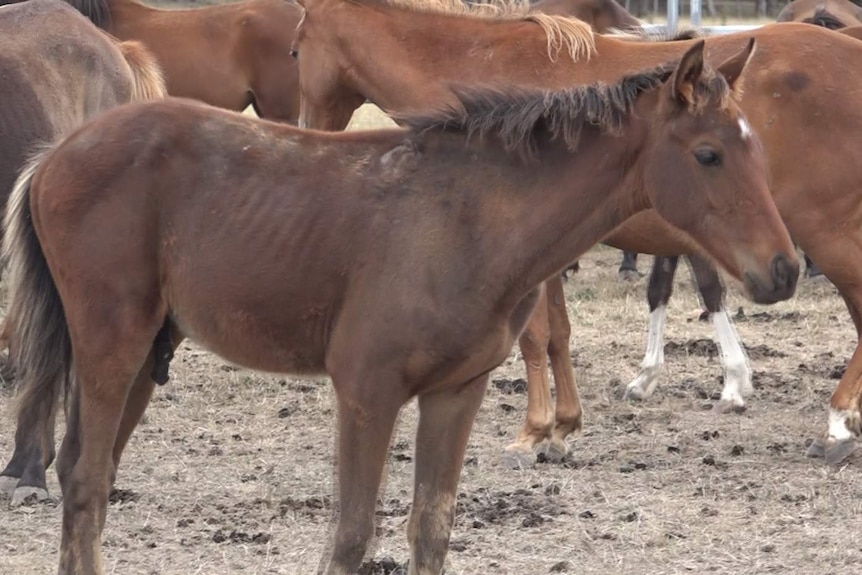 A malnourished horse in Victoria's west