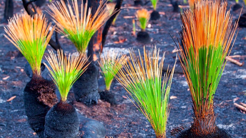 Grass trees show impact of fire but new growth.