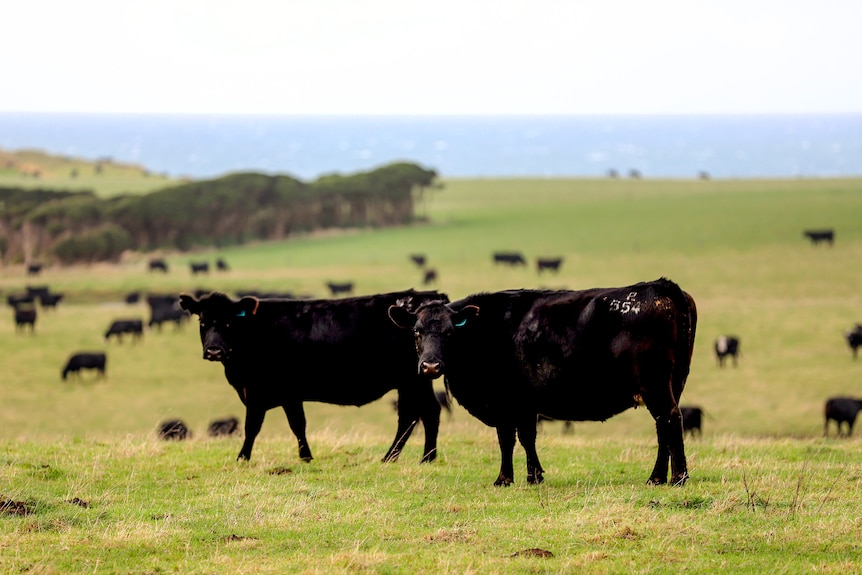 Cattle roam on a lush green rolling pasture with ocean in the background, two are staring close to the camera 