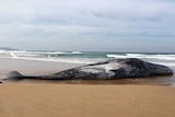 Whale carcass lay in sandy shore of beach