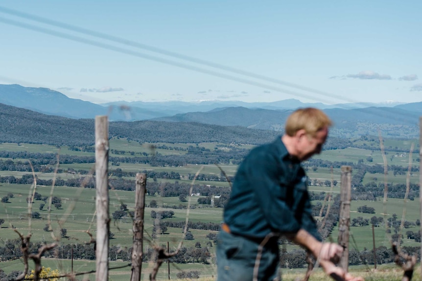 A man is pruning vines in a vineyard with a large blue sky behind him.