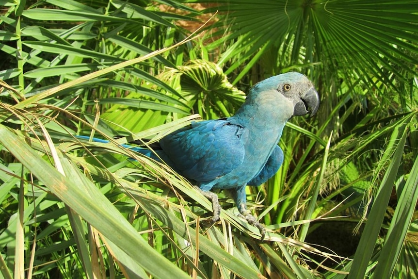 linned hektar skat Blu' macaw that inspired movie Rio one of eight bird species newly listed  as extinct - ABC News