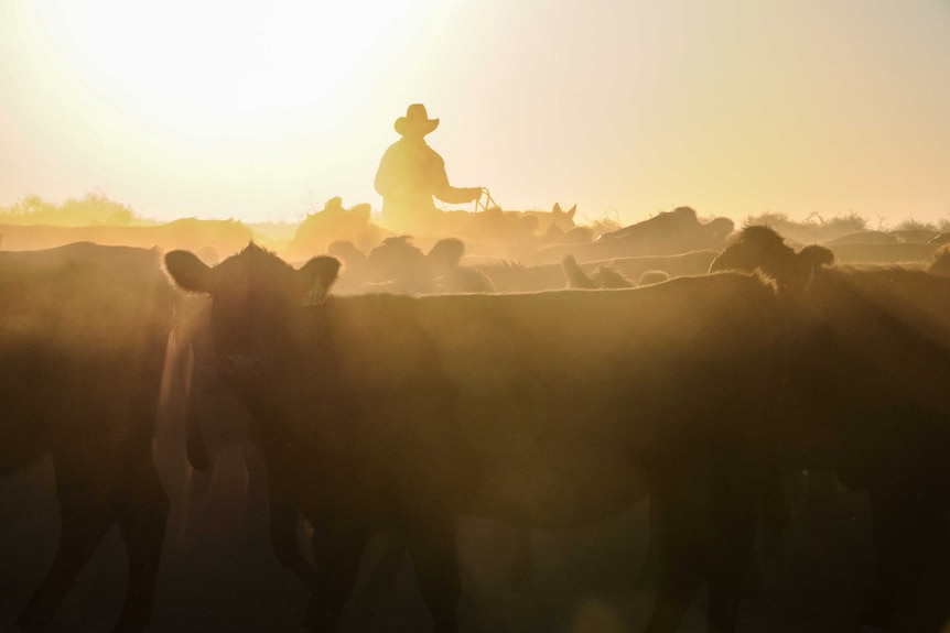 Brad Brazier droves his cattle at sunset