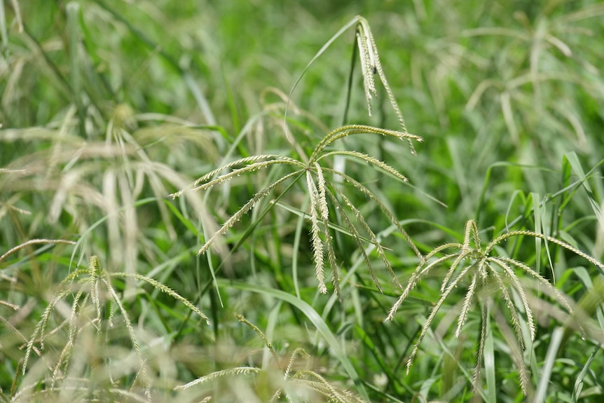 Close up of fodder in paddock