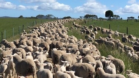 a mob of sheep run down a road in between two paddocks
