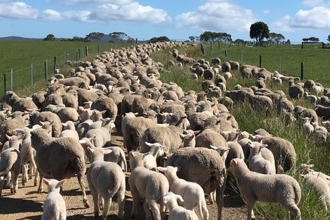 a mob of sheep run down a road in between two paddocks