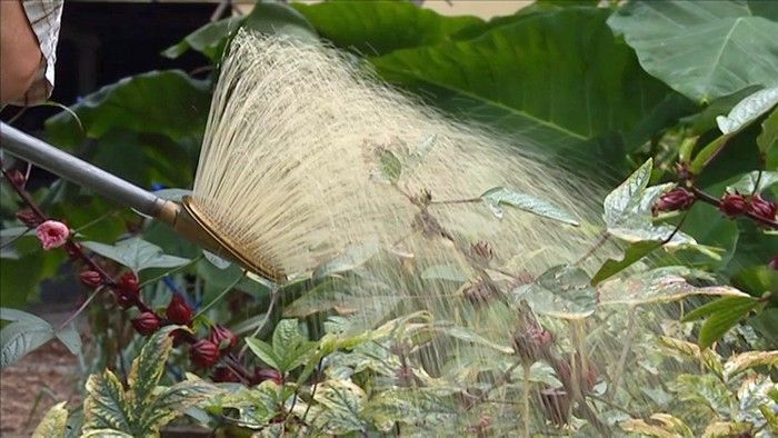 Nematode Soil Drench - Gardening Australia