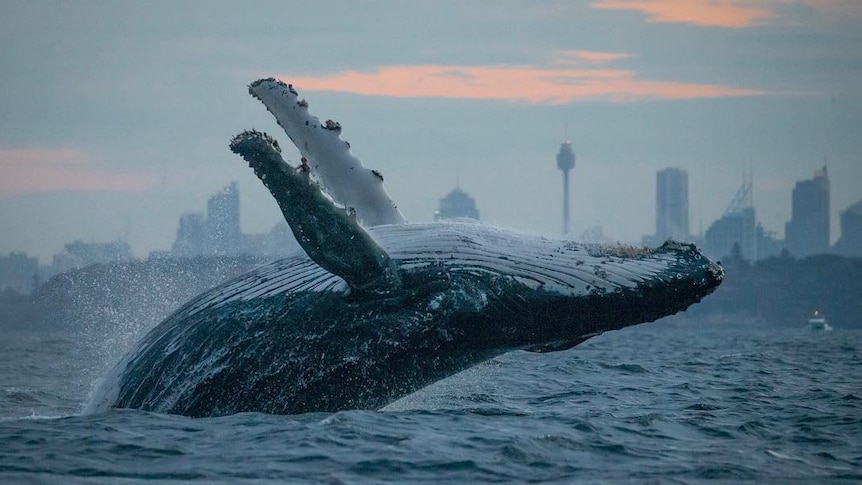 A humpback whale jumps out of the water with the Sydney skyline in the background.