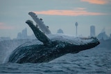 A humpback whale jumps out of the water with the Sydney skyline in the background.