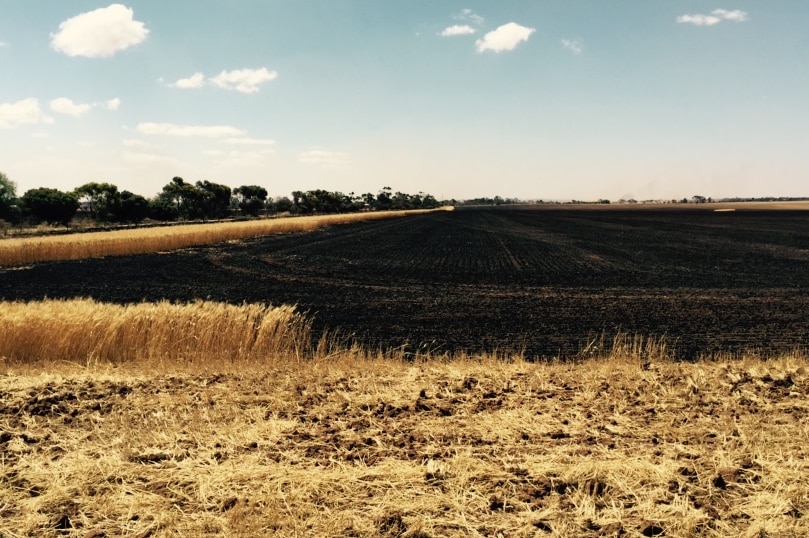 Crops destroyed near Wasleys.