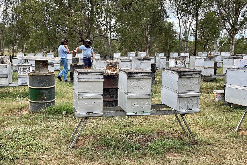 Two men in the distance in amongst dozens of hives