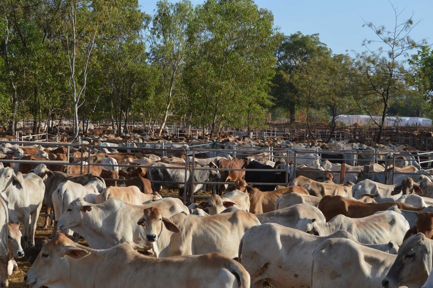 A large mob of cattle in Cape York Peninsula waiting to be exported