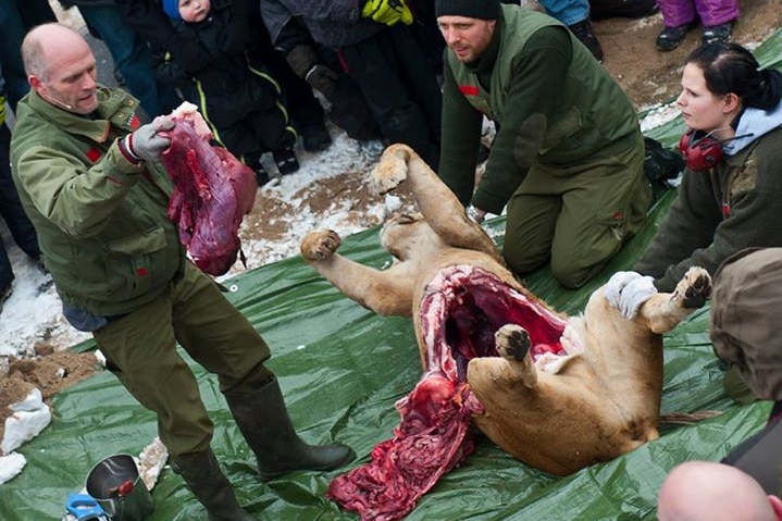 Dissected lion