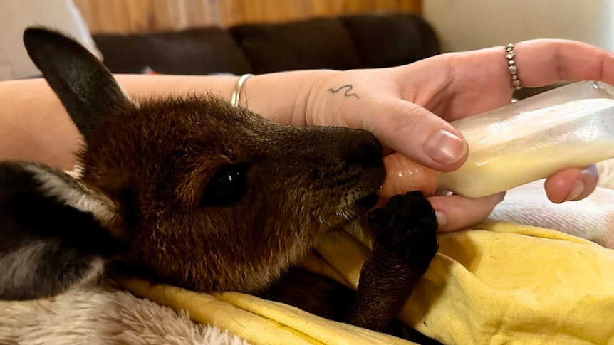 a kangroo joey in a blanket being fed milk from a bottle