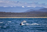 a whale jumping at sea with burnt hills and snow on the mountains
