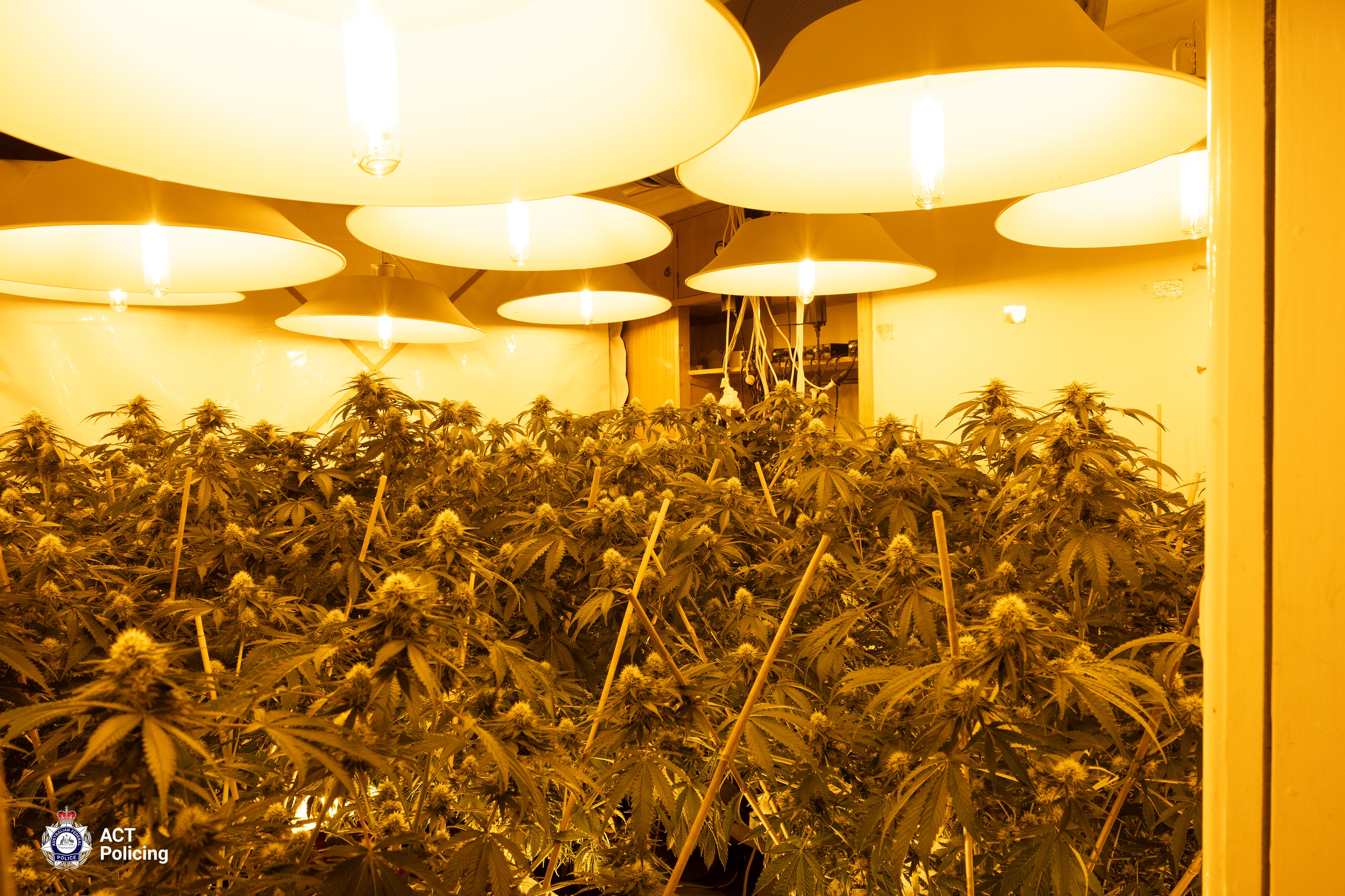 A large amount of cannabis plants under yellow lights.