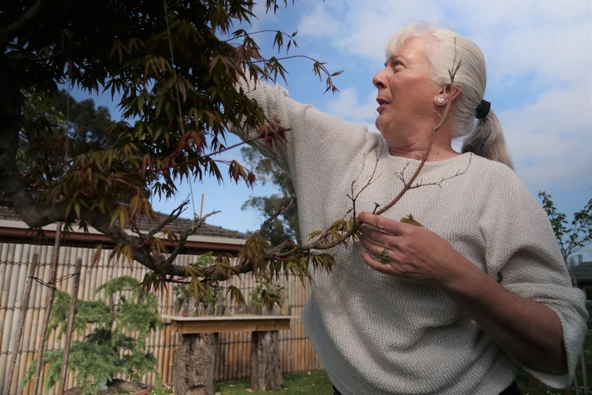 A woman with long silver hair tied back reaching up into the boughs of a bonsai maple tree.