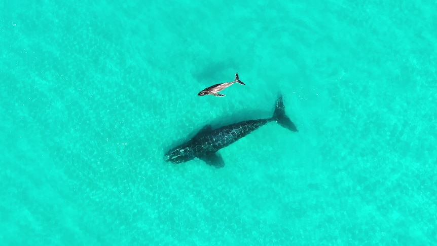 The baby has long pectoral fins, they are photographed from above, the ocean is green