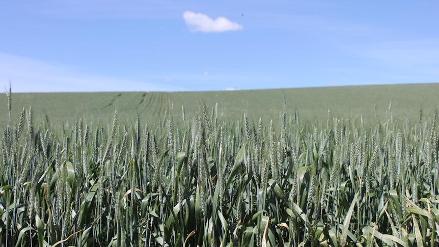 Grain growing in the Mallee