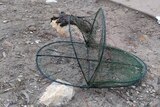 A dead rodent lies on a rock trapped in a green fishing net