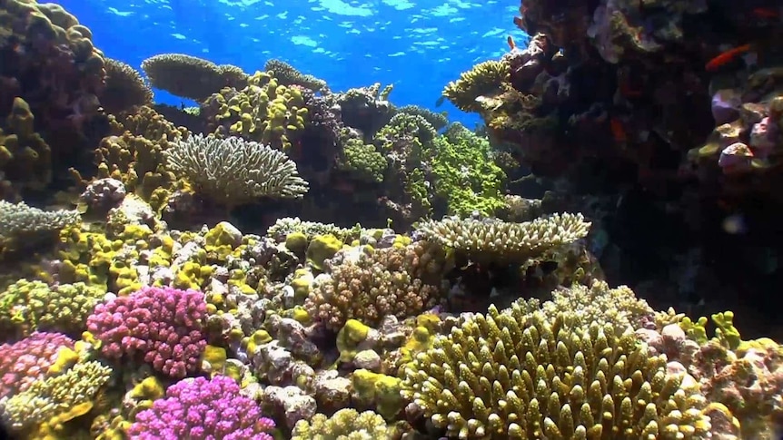 Coral with fish swimming