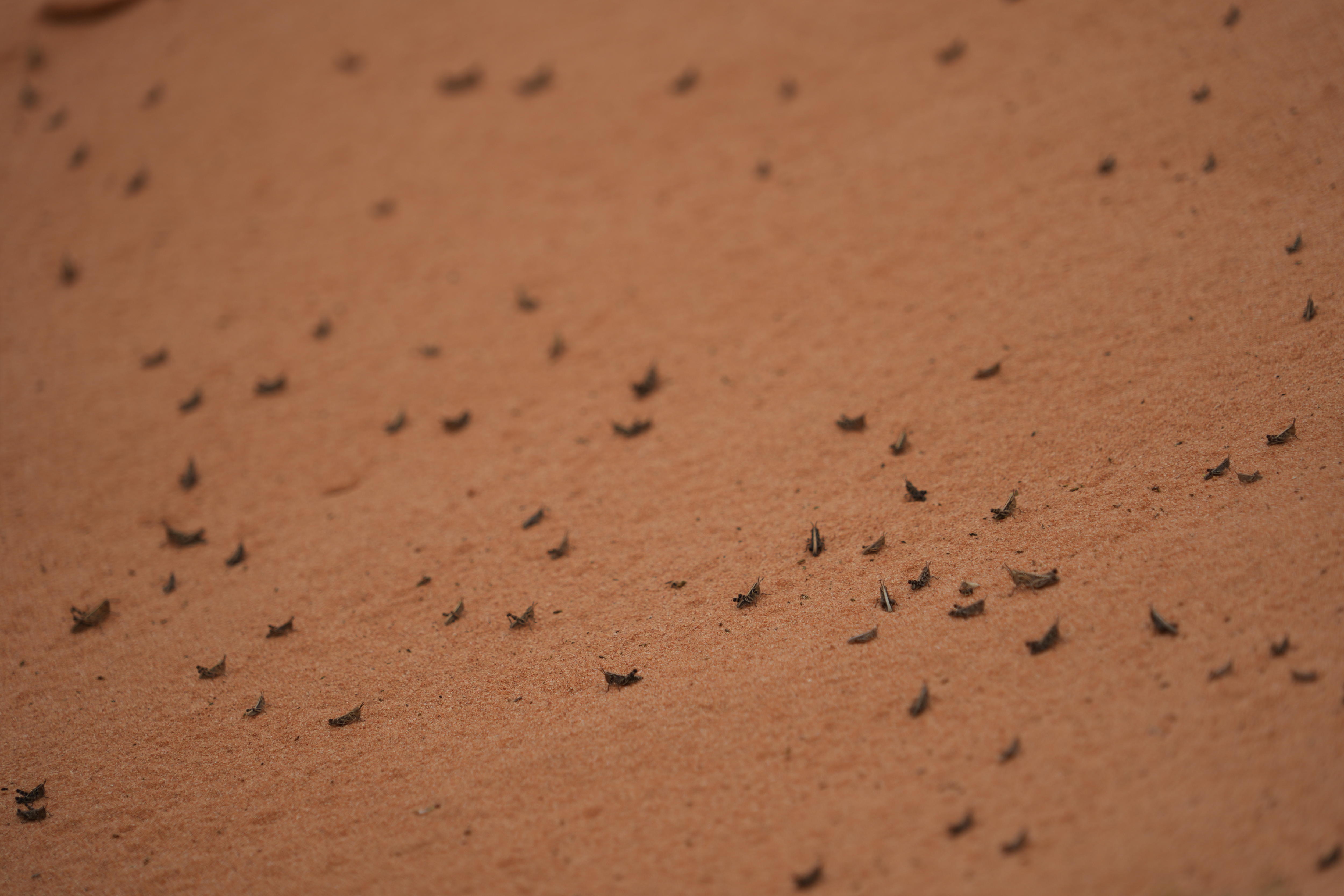 locusts hatchlings 