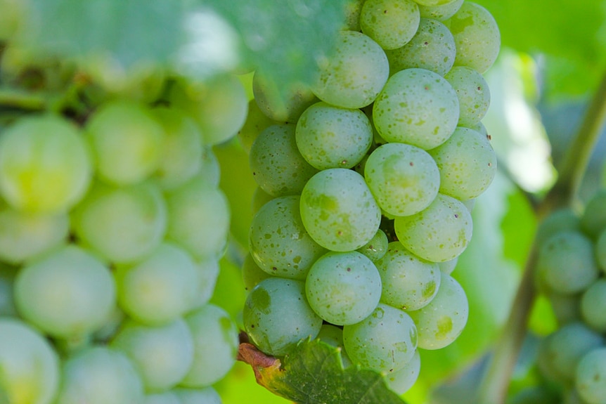 Grapes up close in a vineyard.