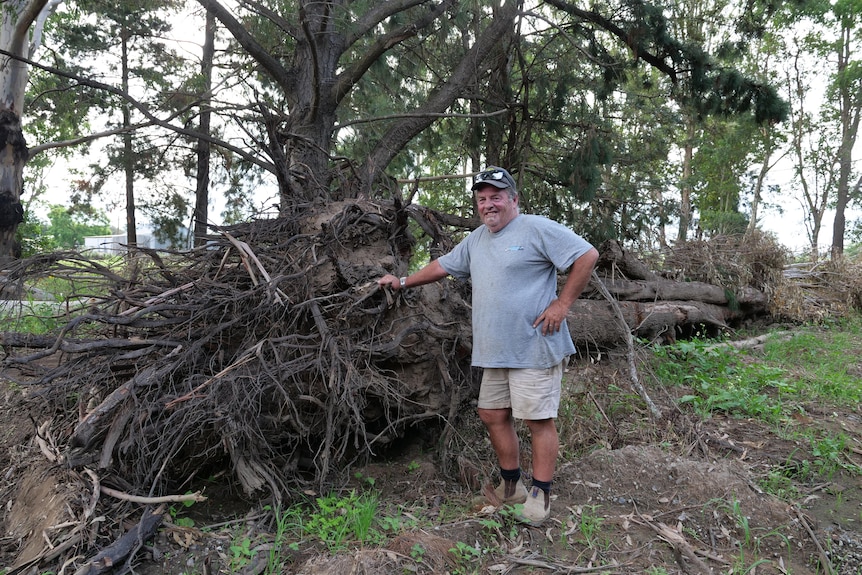 A man stands by a large uprooted tree