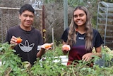 Indigenous boy on left, Indigenous girl on right, behind green tomato plants holding red tomatoes in both hands smiling at came