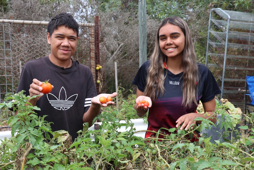 Indigenous boy on left, Indigenous girl on right, behind green tomato plants holding red tomatoes in both hands smiling at came