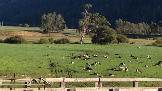 Cows graze in a paddock at the Pyengana Dairy company