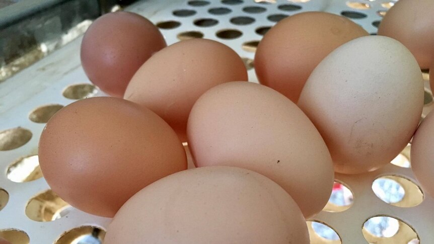 Eggs sitting on a metal production line.