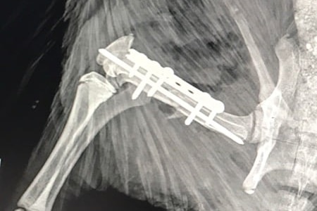 An xray shows an echidna leg with a metal plate, pin and several screws holding the bone together.