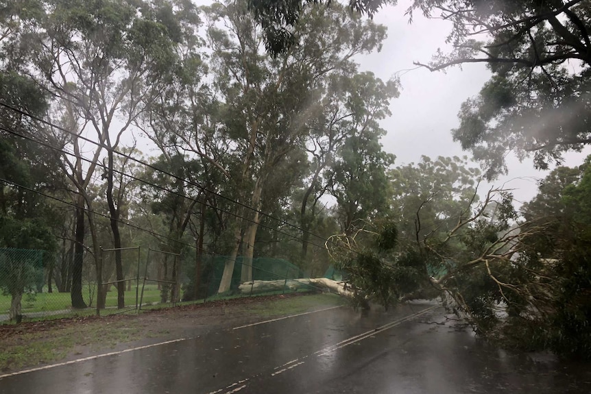 Fallen powerlines on a road with trees across it.