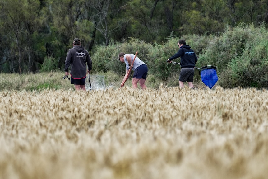 Three individuals in a wheat field looking for fish to rescue.