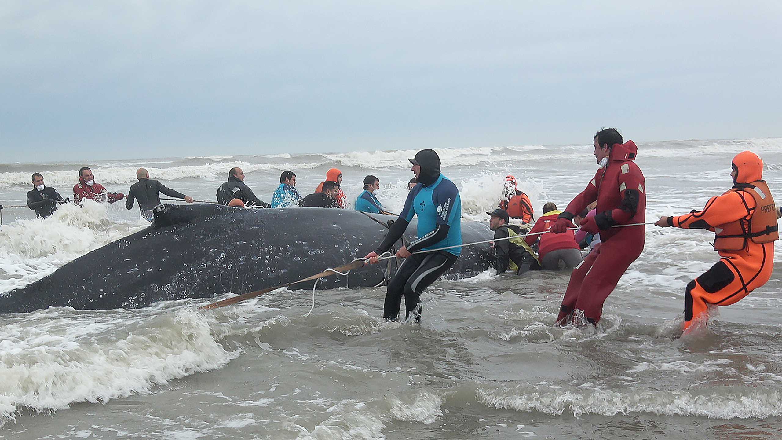 Volunteers attempt to tug stranded whale into sea