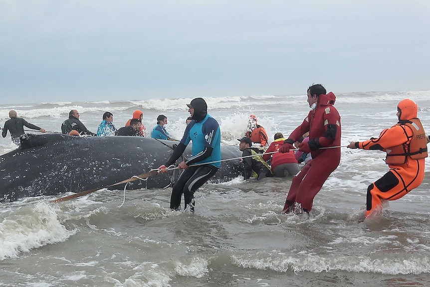 Volunteers attempt to tug stranded whale into sea