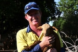 A man wearing high-vis clothing and a cap in a paddock, holding a small goat.