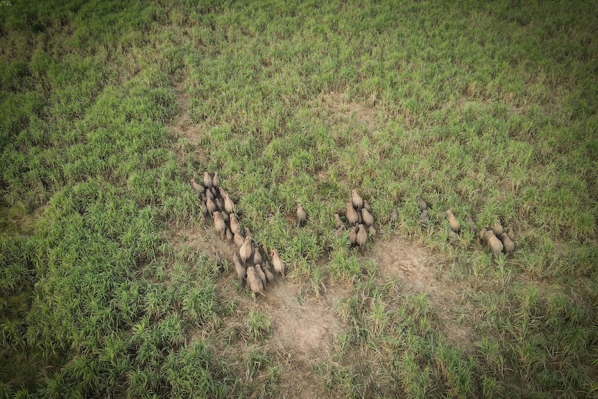 A herd of elephants walks across a grassy patch of land.