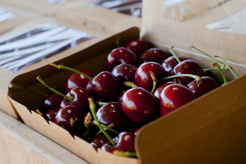 Fresh cherries in box