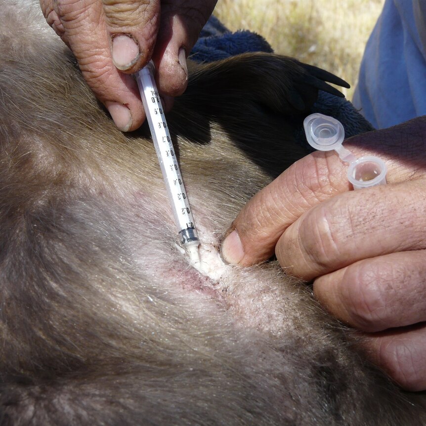 A small syringe extracting milk from the belly of an echidna.