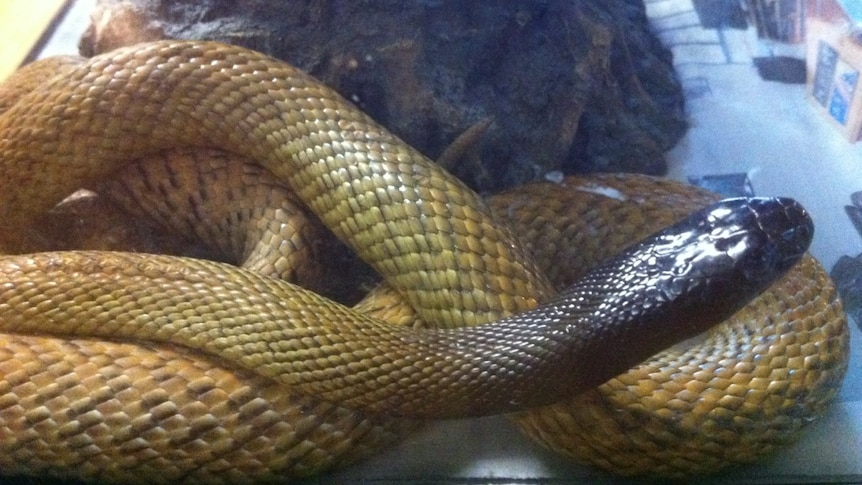 The Inland Taipan that is now in the hands of reptile carers at Maitland after biting a Hunter Valley teenager.