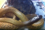 The Inland Taipan that is now in the hands of reptile carers at Maitland after biting a Hunter Valley teenager.