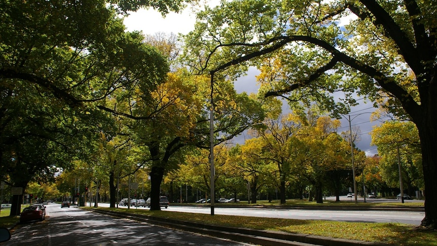 You look up at a verdant European elm canopy on a wide boulevard, with leaves in green and gold. 